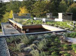 Residential green roofs sprouting up
